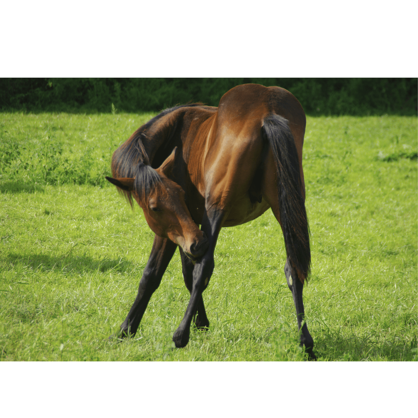 dermatoses dermite cheval gratte